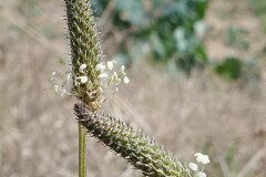 Plantago lanceolata_Carlos Miranda