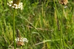 Plantago lanceolata_Merce Vallicrosa CC BY-NC