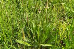 Plantago lanceolata_Merce Vallicrosa CC BY-NC