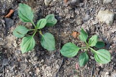 Plantago major intermedia_Joaquim Reberte