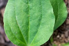 Plantago major intermedia_Joaquim Reberte