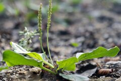 Plantago major intermedia_Joaquim Reberte