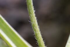 Plantago major intermedia_Joaquim Reberte