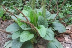 Plantago major major_Jordi Puyuelo