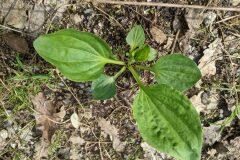 Plantago major major_Katarzyna Zarnowiec CC BY-SA