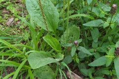 Plantago major major_Merce Vallicrosa CC BY-NC