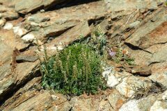 Plantago subulata_Joaquim Reberte