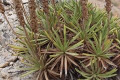 Plantago subulata_Jordi Puyuelo