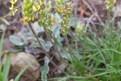 Plantago subulata_Merce Vallicrosa CC BY-NC