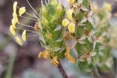 Plantago subulata_Merce Vallicrosa CC BY-NC