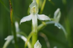 Platanthera bifolia_Jordi Puyuelo