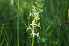 Platanthera bifolia_Jordi Puyuelo