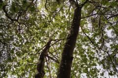 Platanus orientalis acerifolia_Charo Cobo