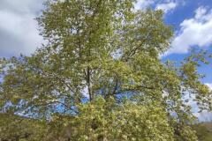 Platanus orientalis acerifolia_Charo Cobo