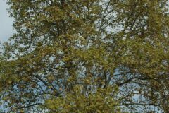Platanus orientalis acerifolia_Gabriel Huguet