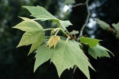 Platanus orientalis acerifolia_Gloria Busquets