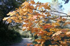 Platanus orientalis acerifolia_Isabel Gallen
