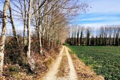 Platanus orientalis acerifolia_Joan Puig