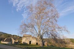 Platanus orientalis acerifolia_Joaquim Reberte