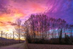 Platanus orientalis acerifolia_Jordi Bessa