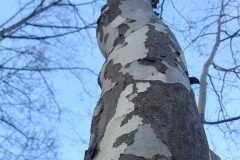 Platanus orientalis acerifolia_Laura Soley