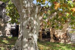 Platanus orientalis acerifolia_Maria Lluisa