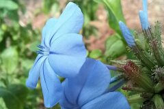 Plumbago auriculata_Neus Julia CC BY-SA