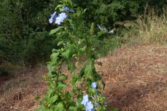 Plumbago auriculata_Neus Julia CC BY-SA
