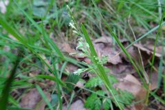 Poa annua annua_Josep Llovera CC BY-NC