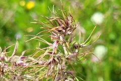 Poa bulbosa bulbosa_Jordi Bassols CC BY-NC SA