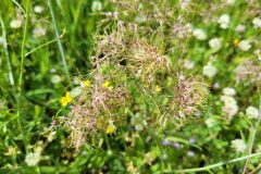 Poa bulbosa bulbosa_Jordi Bassols CC BY-NC SA