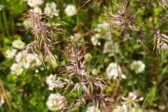 Poa bulbosa bulbosa_Merce Vallicrosa CC BY-NC