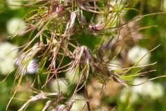 Poa bulbosa bulbosa_Merce Vallicrosa CC BY-NC