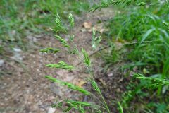 Poa trivialis trivialis_Josep Llovera CC BY-NC