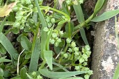 Polycarpon tetraphyllum tetraphyllum_Josep Lluis Berdonces CC BY-NC