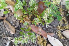 Polycarpon tetraphyllum tetraphyllum_Merce Vallicrosa CC BY-NC