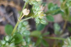 Polycarpon tetraphyllum tetraphyllum_Merce Vallicrosa CC BY-NC