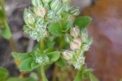 Polycarpon tetraphyllum tetraphyllum_Merce Vallicrosa CC BY-NC