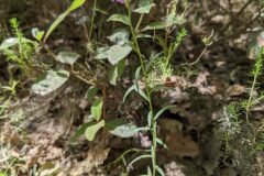 Polygala nicaeensis gerundensis_Katarzyna Zarnowiec CC BY-SA