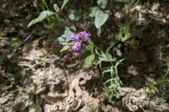 Polygala nicaeensis gerundensis_Katarzyna Zarnowiec CC BY-SA