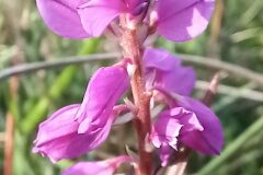 Polygala nicaeensis gerundensis_Neus Julia 