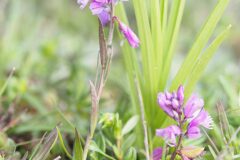 Polygala vulgaris_Joaquim Reberte