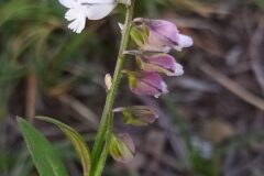 Polygala vulgaris_Merce Vallicrosa CC BY-NC