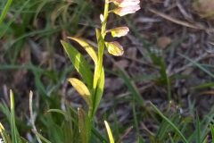 Polygala vulgaris_Merce Vallicrosa CC BY-NC