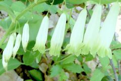 Polygonatum odoratum_Anna Llandrich