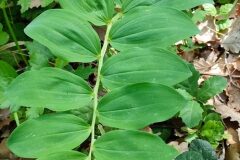 Polygonatum odoratum_Isabel Gallen CC BY-NC