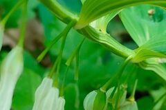 Polygonatum odoratum_Isabel Gallen CC BY-NC