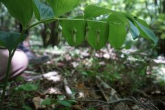 Polygonatum odoratum_Joan Garcia CC BY-NC
