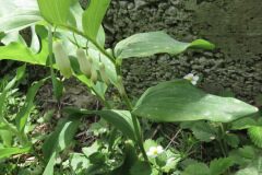 Polygonatum odoratum_Margarida Vila CC BY-NC