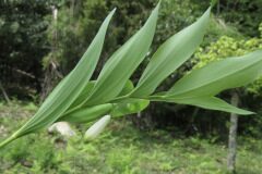 Polygonatum odoratum_Margarida Vila CC BY-NC